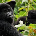black gorilla in green leaves